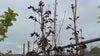 close up of Crimson Sentry Maple Tree