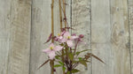 close up of Picton's Variety Clematis Plant
