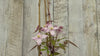 close up of Picton's Variety Clematis Plant