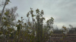 close up video of summer sun cherry tree
