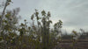 close up video of summer sun cherry tree
