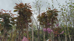 close up video of Kanzan Cherry Blossom Tree