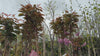 close up video of Kanzan Cherry Blossom Tree