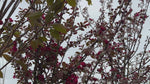 close up video of Profusion crab apple tree