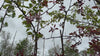 close up video of Shirofugen cherry blossom tree