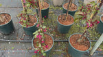 close up of a Director Moerland Crabapple Tree