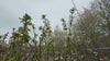 close up video of Morello Sour Cherry tree 