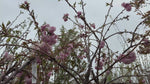 close up video of Kiku Shidare Japanese Cherry Tree