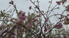 close up video of Kiku Shidare Japanese Cherry Tree