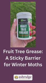Why and how to apply fruit tree grease to fruit trees