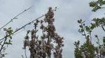 close up video of Flagpole Japanese Cherry Tree