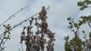 close up video of Flagpole Japanese Cherry Tree