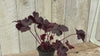 close up video of coral bells heuchera 
