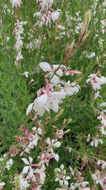 Close up of whirling butterflies gaura plants 