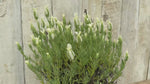 close up video of snowman white french lavender plant