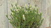close up video of snowman white french lavender plant
