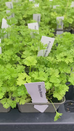 Bravour Parsley Pots Available