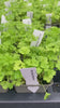 Bravour Parsley Pots Available