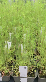 Dill Herb pots
