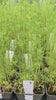 Dill Herb pots