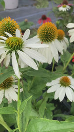 Video of Purpurea Alba Echinaces flowers