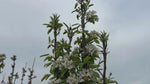 close up of concorde pear tree