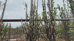 close up video of lutescens whitebeam tree