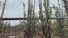 close up video of lutescens whitebeam tree