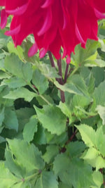 Video of Red Labyrinth Dahlia in Flower