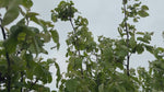 Close up video of Meech's Prolific Quince Tree