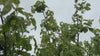 Close up video of Meech's Prolific Quince Tree