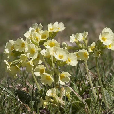 Primula veris Flowers