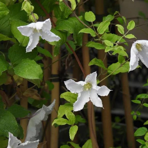 Prince George Clematis Flowers