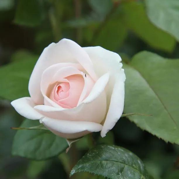 Prince Jardinier Floribunda Rose Flowers