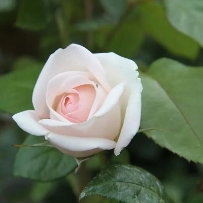 Prince Jardinier Floribunda Rose Flowers