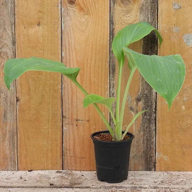 Prince of Wales Hosta Plant P9 (9cm) Pot