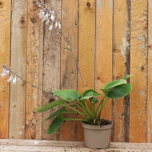 Prince of Wales Hosta Plant in 2 Litre Pot