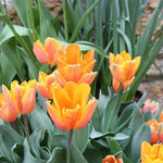 Princess Irene Tulip Flowers