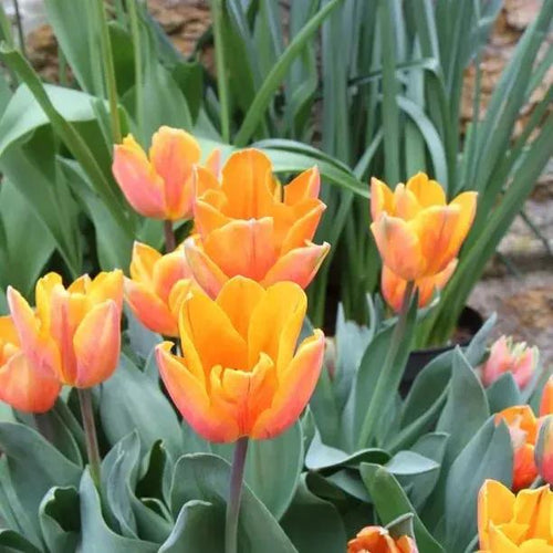 Princess Irene Tulip Flowers