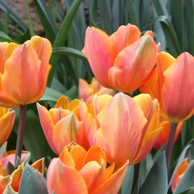 Princess Irene Tulip Flowers