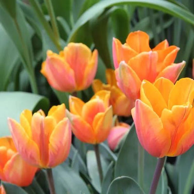Princess Irene Tulip Flowers
