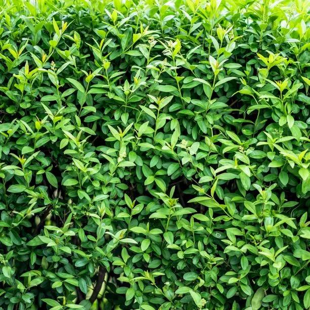 Wild Privet hedging
