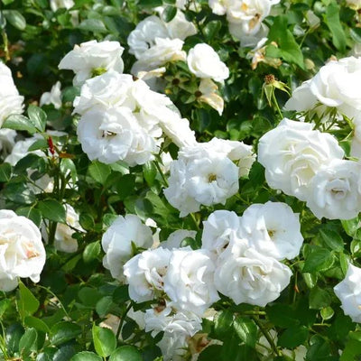 Prosperity Rose Flowers