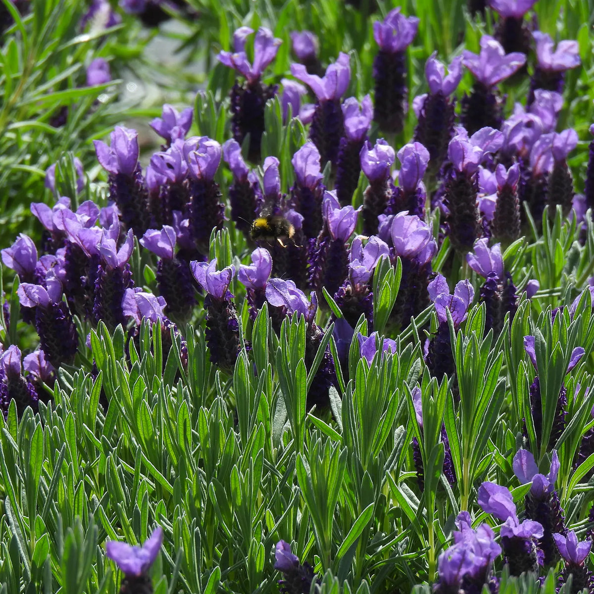 Close-up of a field of purple lavender flowers with green leaves.