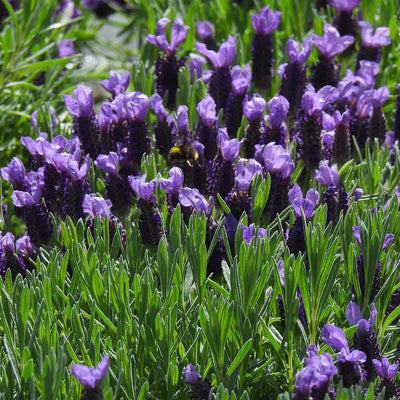 Close-up of a field of purple lavender flowers with green leaves.