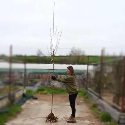 Bareroot Spire Cherry 6cm to 8cm girth Standard Tree