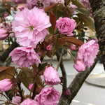 Kanzan Cherry Tree Flowers