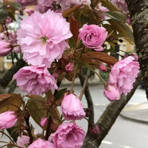 Kanzan Cherry Tree Flowers