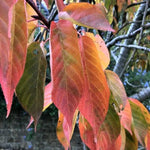 Kanzan Cherry Tree Autumn Leaves
