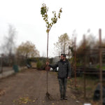 Kanzan Cherry Tree with Extra Long Trunk